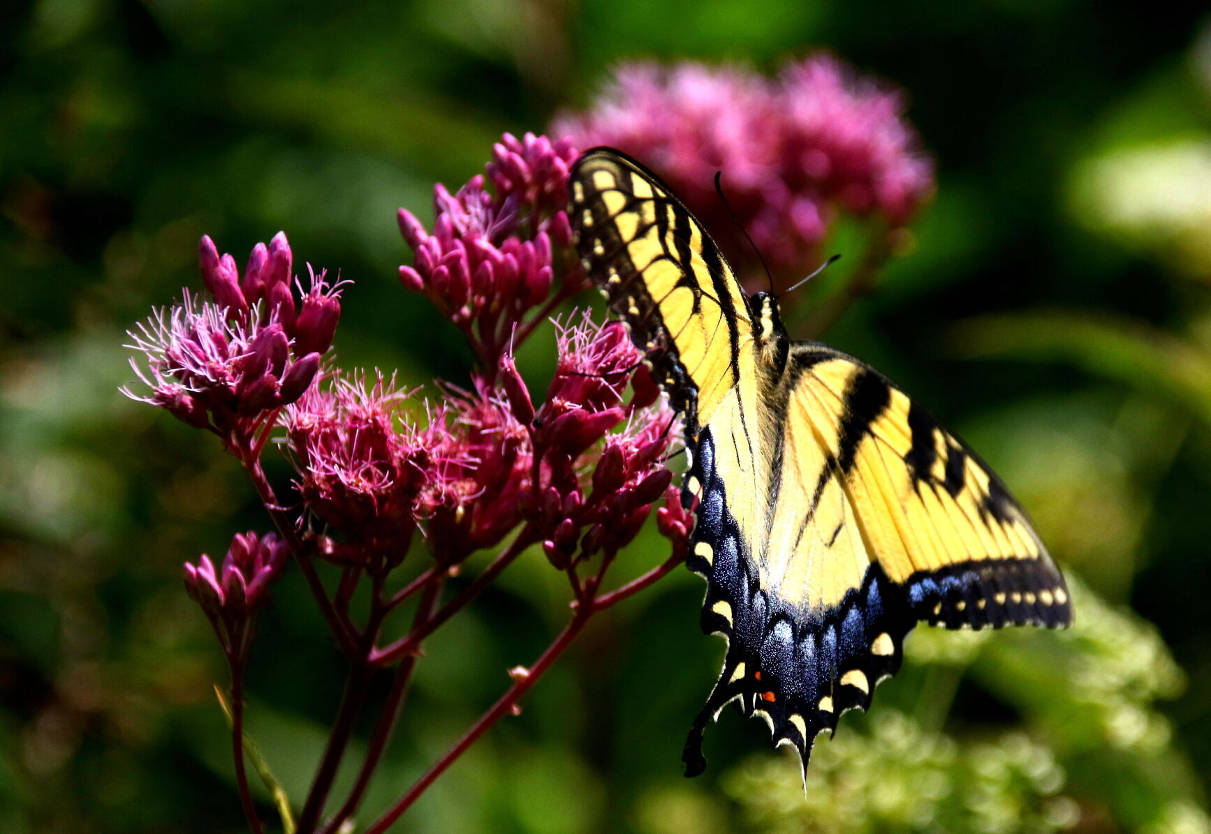 Tiger Swallowtail